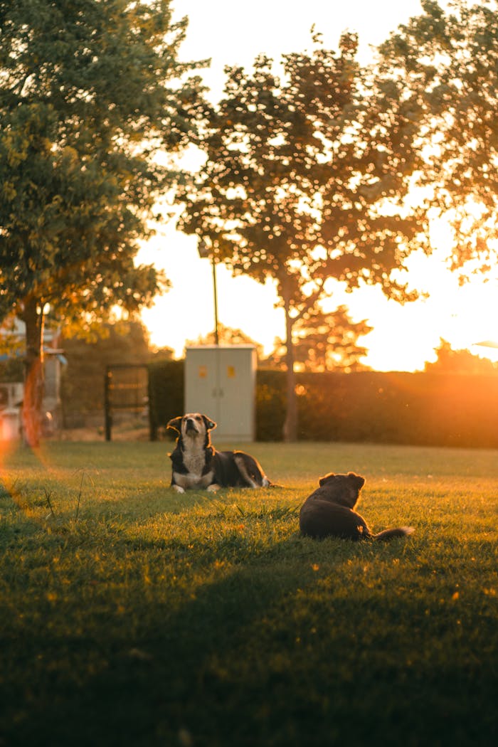 Tranquil scene of two dogs resting on grass at sunset in Bursa, Türkiye. Ideal for nature and travel themes.