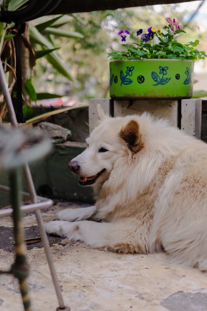 Cute white dog resting near potted plants in a peaceful garden scene.